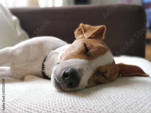 Jack Russell Terrier, śpiący pies, psina, piesek , mały pies słodko śpi 
