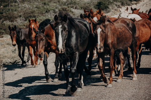 caballos en el campo en manada