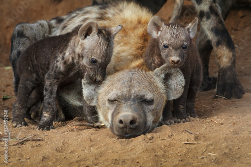 hyena cubs