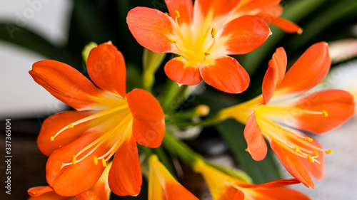 Kwiat domowy kliwia kwitnący na pomarańczowo
