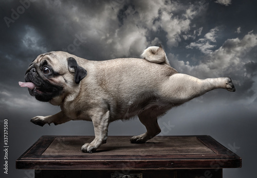 A dog pug stretches its front right and back left feet with its mouth open and tongue out. Background - grey clouds.