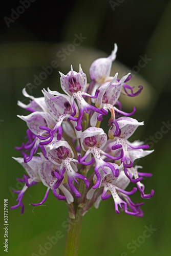 monkey orchid / Affen-Knabenkraut (Orchis simia), Mt. Olympos, Greece / Olymp, Griechenland