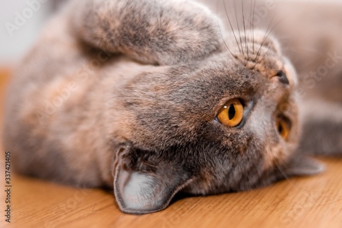 British shorthair cat 