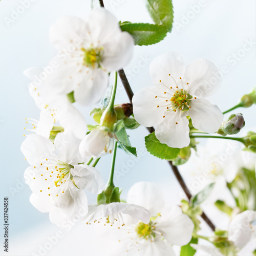  Cherry flowering twig of tree