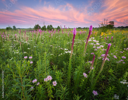 A dramatic sunset sky over a a prairie landscape full of blooming native wildflowers.
