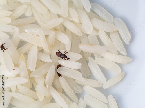 Jasmine rice grains close up with rice weevil pest or Sitophilus oryzae causing damage of rice quality during storage of rice grains after milling.