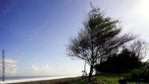 Silhouette landscape photos of dry plants, blue sky on the beach