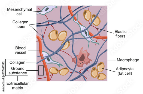 Connective tissue and the extracellular matrix