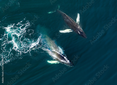 Aerial view of huge humpback whale, Iceland, Europe.