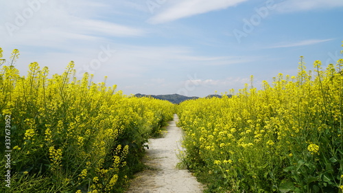 菜の花畑の中道