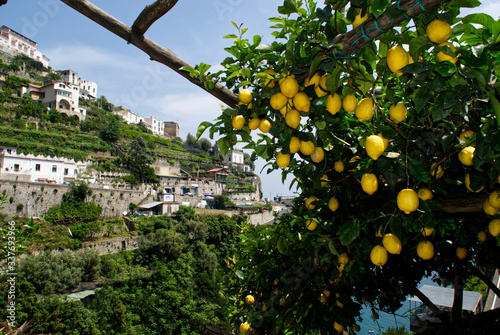 kiście cytryn, Amalfi, Włochy