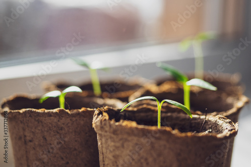 Young green seedlings close -up. Seedlings in eco-friendly decomposable pots with copy space. Shoots basking in the rays of the sun. The concept of a new life. Seeds sprang up in pots in the spring