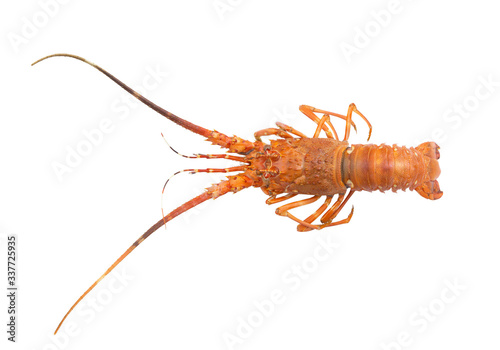 Cooked spiny lobster isolated on white background