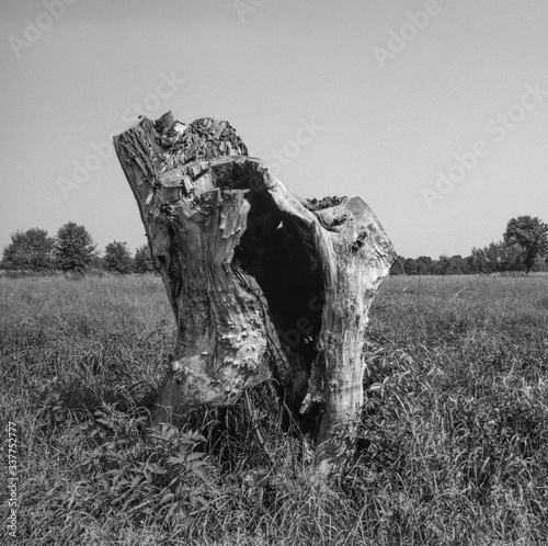 Wypalony pień na tle nieba z chmurami