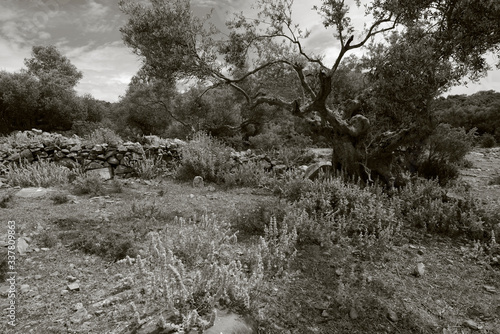 idyllic olive grove in Greece - idyllischer Olivenhain in Griechenland