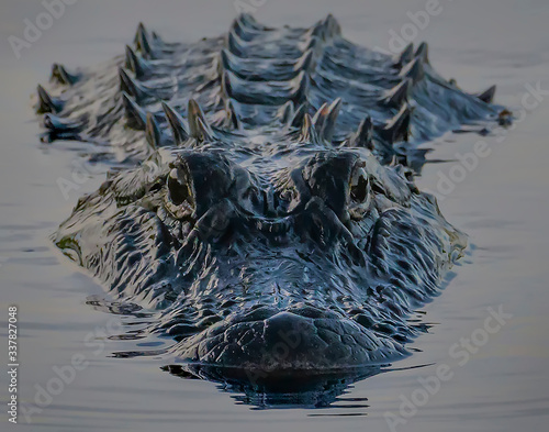 alligator in the water