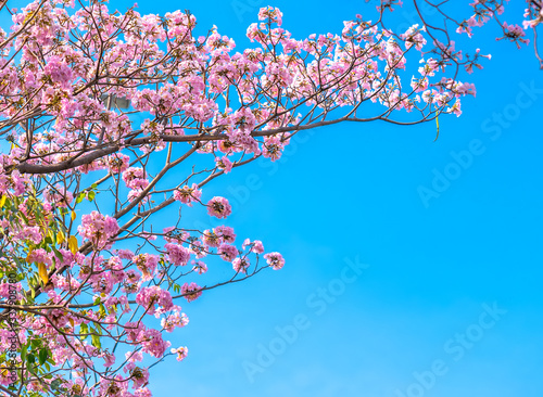 Close up Tabebuia rosea or pink trumpet blooming in sunny day with blue sky background.