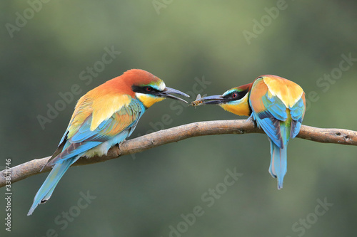 Pair of European bee-eater (Merops apiaster) sharing a bee