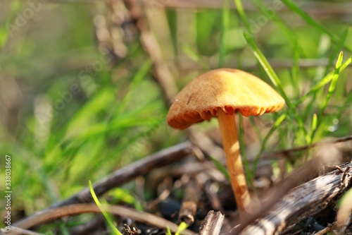 orange mushroom in a forest glade