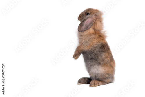 Brown fur rabbit has long ears and cute, Standing with 2 hind legs, On white isolated background, to pet and animal concept.