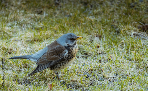 Kwiczoł, Turdus pilaris, średniej wielkości ptak wędrowny z rodziny drozdowatych