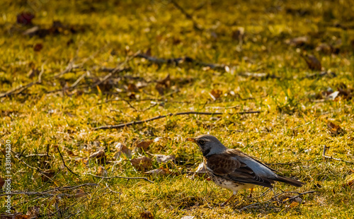 Kwiczoł, Turdus pilaris, średniej wielkości ptak wędrowny z rodziny drozdowatych