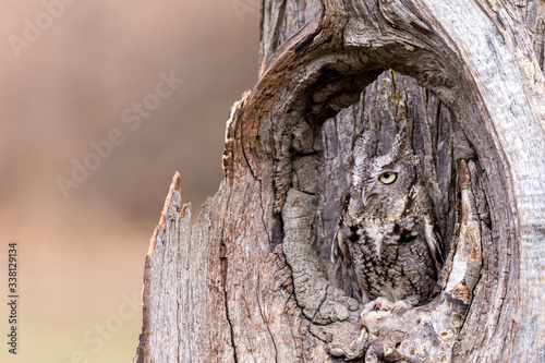 An eastern gray screech owl camouflaged in a tree trunk