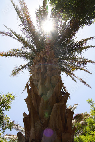  Plants in the botanical garden of Aswan