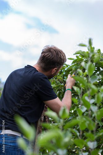 Mężczyzna ogrodnik przycinający drzewo jabłoń w ogrodzie