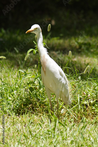  Birds in the botanical garden of Aswan