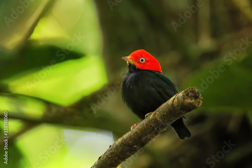 Red-capped manakin (Ceratopipra mentalis) sitting on a branch