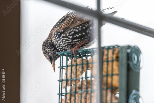 European starling bird perching on hanging metal suet cake feeder cage attached to window in Virginia eating with beak