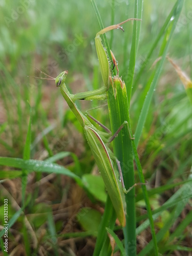 praying mantis on the grass