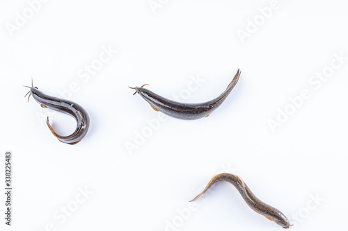 Fresh loach on white background