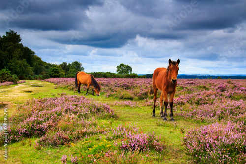 wild ponies grazing in the heath-land of the New Forest in Hampshire south east England UK