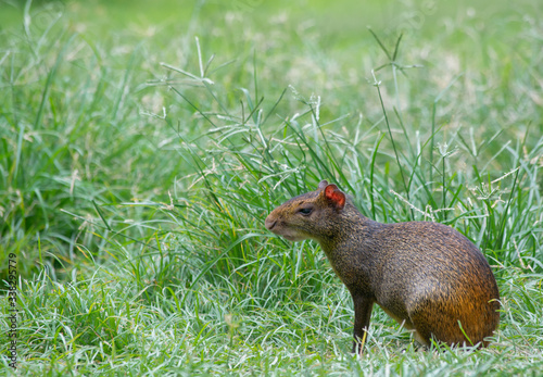 Agouti (Dasyprocta leporina) sitting on the grass in Campo do Santana park, Rio de Janeiro, Brazil. This rodent is known as Cutia in Brazil.