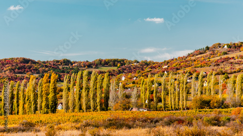 Hills in autumn colors close to Pécsely. A nice row of trees.