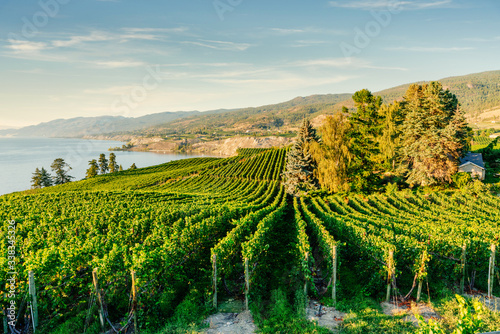 Okanagan Valley, vineyards near Penticton, British Columbia, Canada