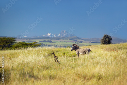 Endangered Grevy's Zebra and Acacia Tree in foreground in front of Mount Kenya in Kenya, Africa