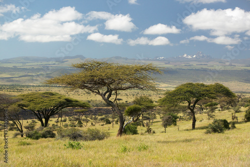 Mount Kenya and lone Acacia Tree at Lewa Conservancy, Kenya, Africa