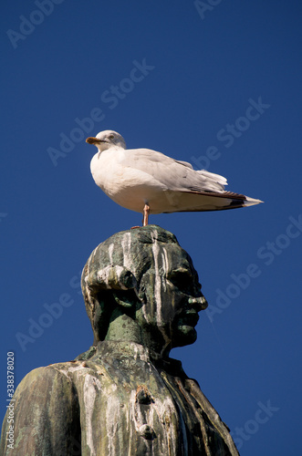 Captain Cook statue and seagull