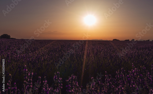 Sunset over a beautiful field of lavender
