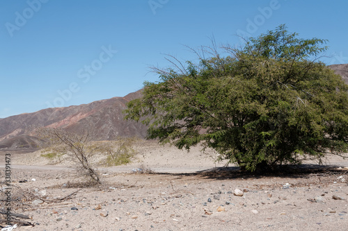 Cmentarz Chauchilla w pobliżu Nazca w Peru