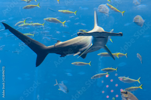 Hammerhead shark in the aquarium. The great hammerhead (Sphyrna mokarran) is the largest species of hammerhead shark, belonging to the family Sphyrnidae. Atlantis, Sanya, Hainan, China.