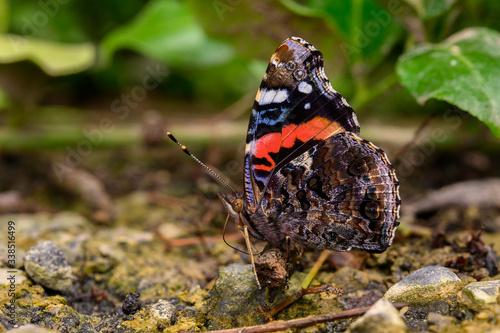 Red admiral butterfly