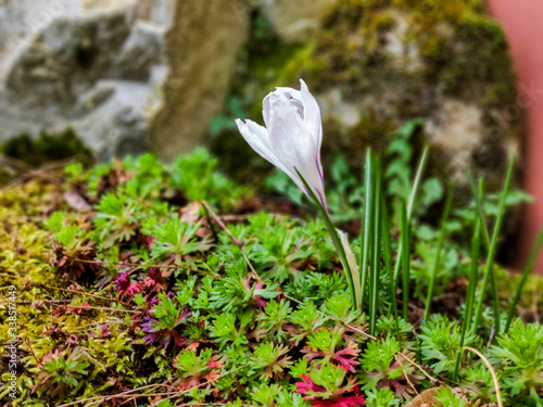 Krokus biały