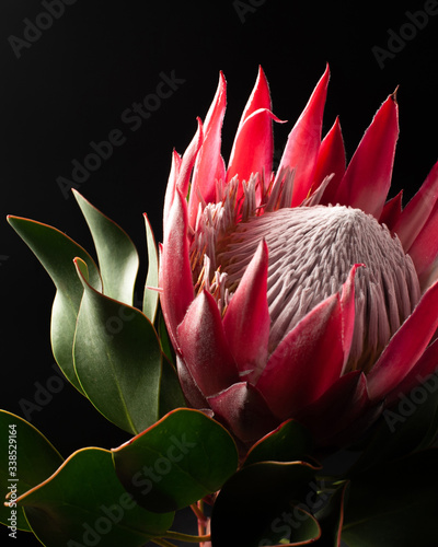 Beautiful fresh flower giant protea on black background. Copy space