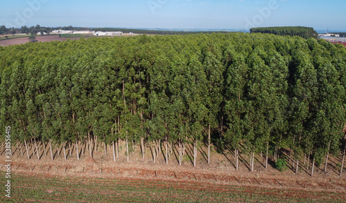 plantação de florestas de eucalipto ao sul do Brasil. Árvores de eucalipto ajudam a combater o aquecimento global