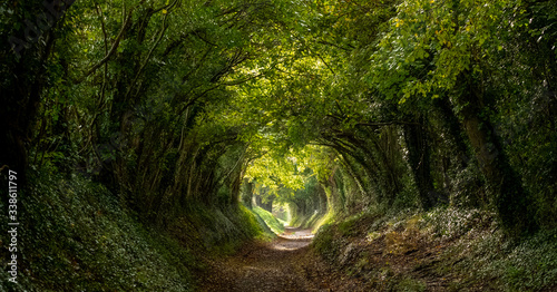 Light at the end of the tunnel. Halnaker tree tunnel in West Sussex UK with sunlight shining in through the branches. Symbolises hope during the Coronavirus Covid-19 pandemic crisis.