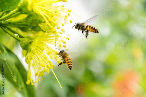 Flying honey bee collecting pollen at yellow flower. Bee flying over the yellow flower